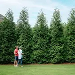 Thuja Green Giant Tree - Fast Growing Evergreen Privacy Trees - Cannot Ship to AZ, Size: 6-7 ft.