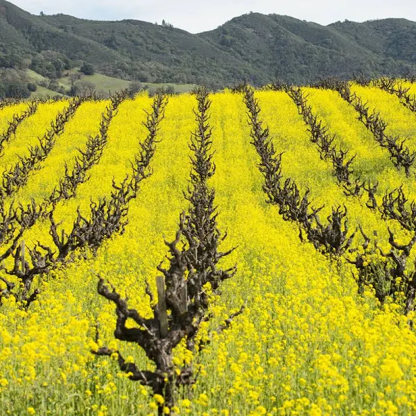 Mustard Cover Crop Seeds for Planting Seeds