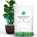 Fiddle Leaf Fig Potting Soil Mix by Fiddle Leaf Fig Plant Resource | Premium Organic Soil with Enhanced Drainage for Fast Growth and Healthy Roots (Large Bag)