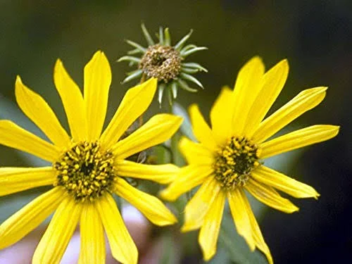 Paleleaf Woodland Sunflower - 3 Planting tubers - Sunchoke - Helianthus strumosus - VAR. Aurora Rubin