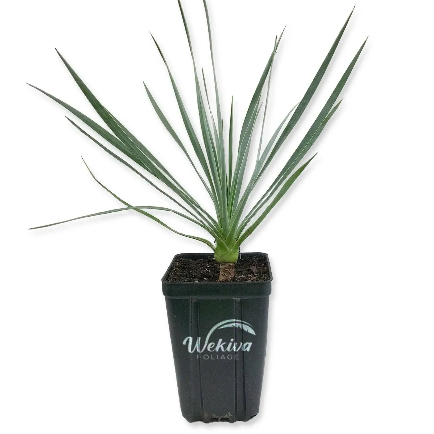 Silver Yucca - Live Plant in A 4 inch Growers Pot - Starter Plant - Yucca Rostrata - Extremely Rare Outdoor Ornamental Slow Growing Evergreen Tree 5