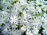 Phlox subulata 'Snowflakes' (Moss Phlox) Perennial, white flowers, 1 - Size Container