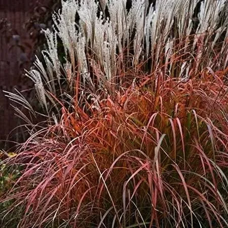 30+ Miscanthus Flame Grass Ornamental Grass/Hardy Perennial