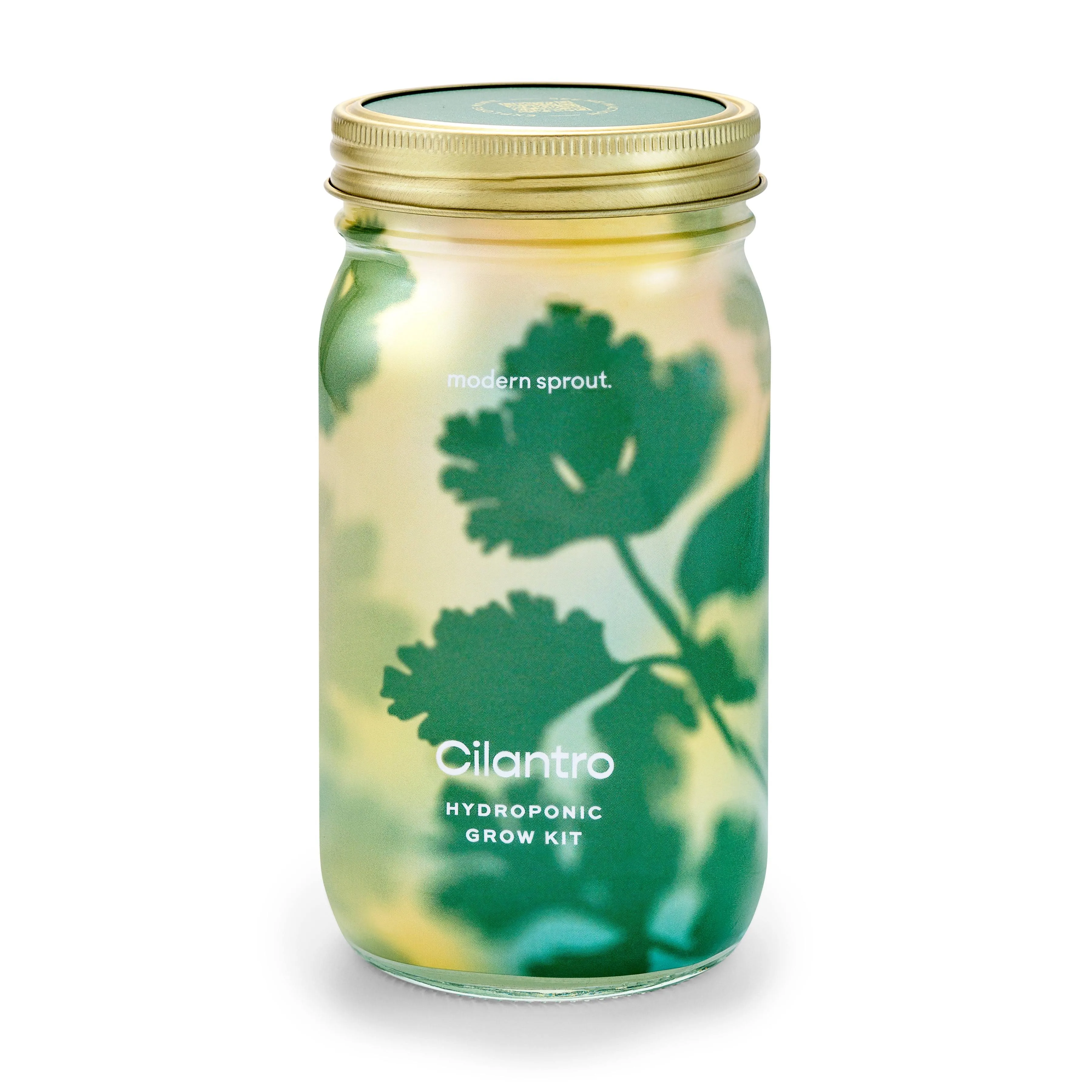 Modern Sprout Cilantro Garden Jar