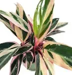 Tricolor Prayer Plant - Stromanthe Triostar - Easy to Grow House Plant - 4" Pot