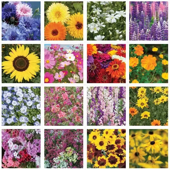 Bentley Seed Co. | Help Pollinators Kraft Bee! | 25 Non-GMO, Non-Coated Pollinator Wildflower Seed Packets | Flower Seeds Fro Planting | Garden Seed to Grow Live Plants | A Beautiful Gift