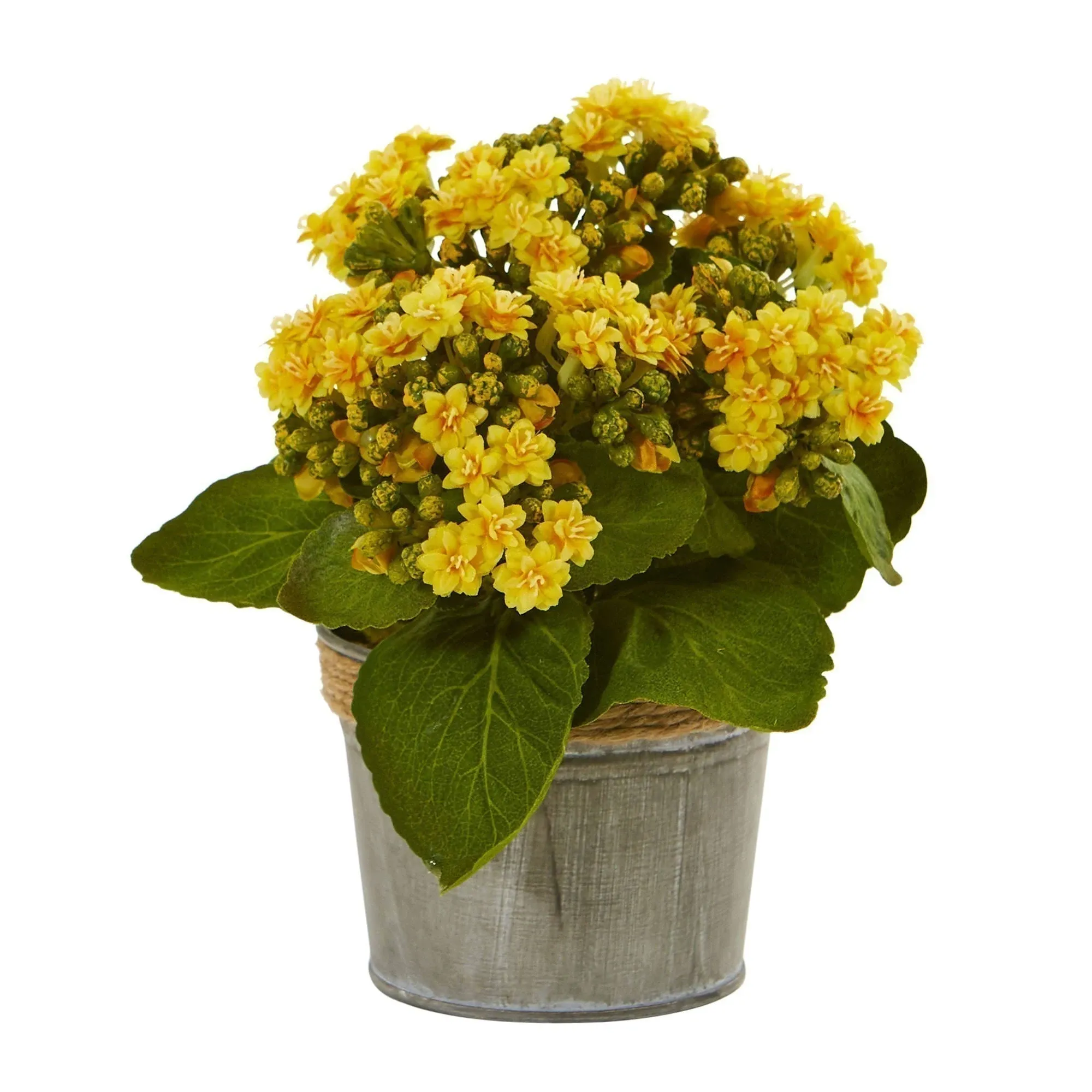 9" Kalanchoe Arrangement in Decorative Pot, 3ct.