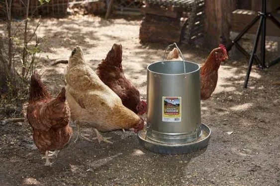 Little Giant Hanging Metal Poultry Feeder - 30 lbs