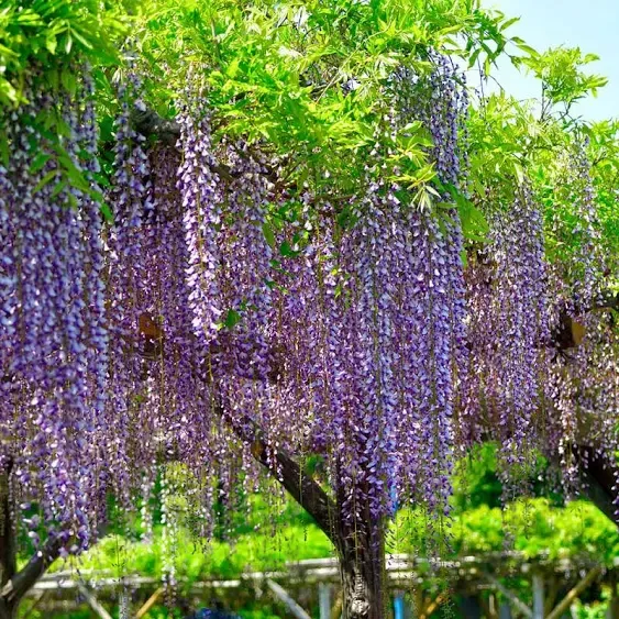 Brighter Blooms Wisteria Tree