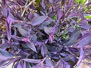 5 Jew cuttings Purple Heart Wandering Tradescantia Pallida Purpurea 4"-6" Long