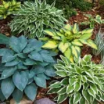 Garden State Bulb Hosta Variegated Mix, Live Bare Root Tubers (Bag of 12)