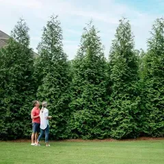 Brighter Blooms Thuja Green Giant