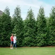 Brighter Blooms Thuja Green Giant Evergreen Privacy Trees