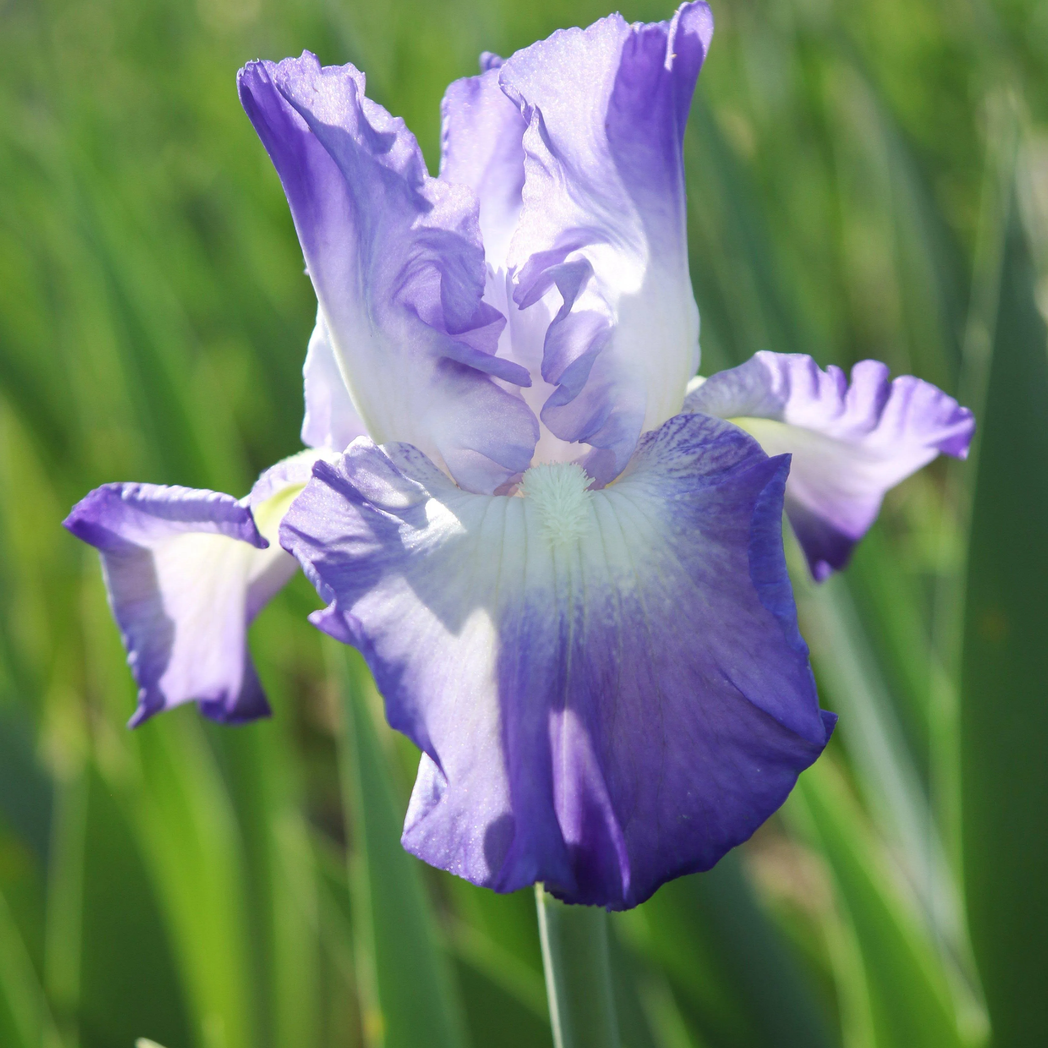 Easy to Grow Bearded Iris Califlora 'City Lights' Plant Bulbs Rhizomes (3 Pack) - Purple & White Flowering Blooms in Fall & Spring Gardens