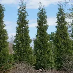 Brighter Blooms Full Speed A Hedge American Pillar Arborvitae