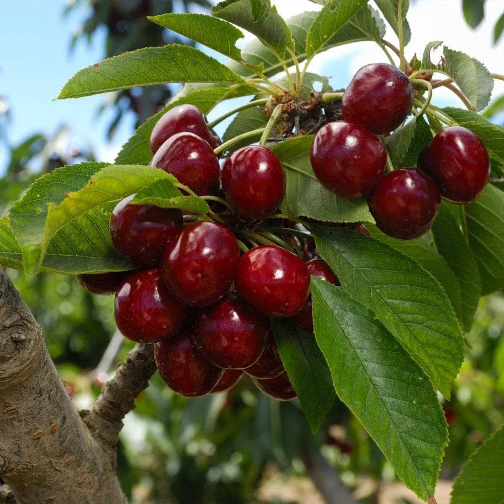 Brighter Blooms - Lapins Cherry Tree, 3-4 ft. - No Shipping to Az, CA, ID, WA, and or