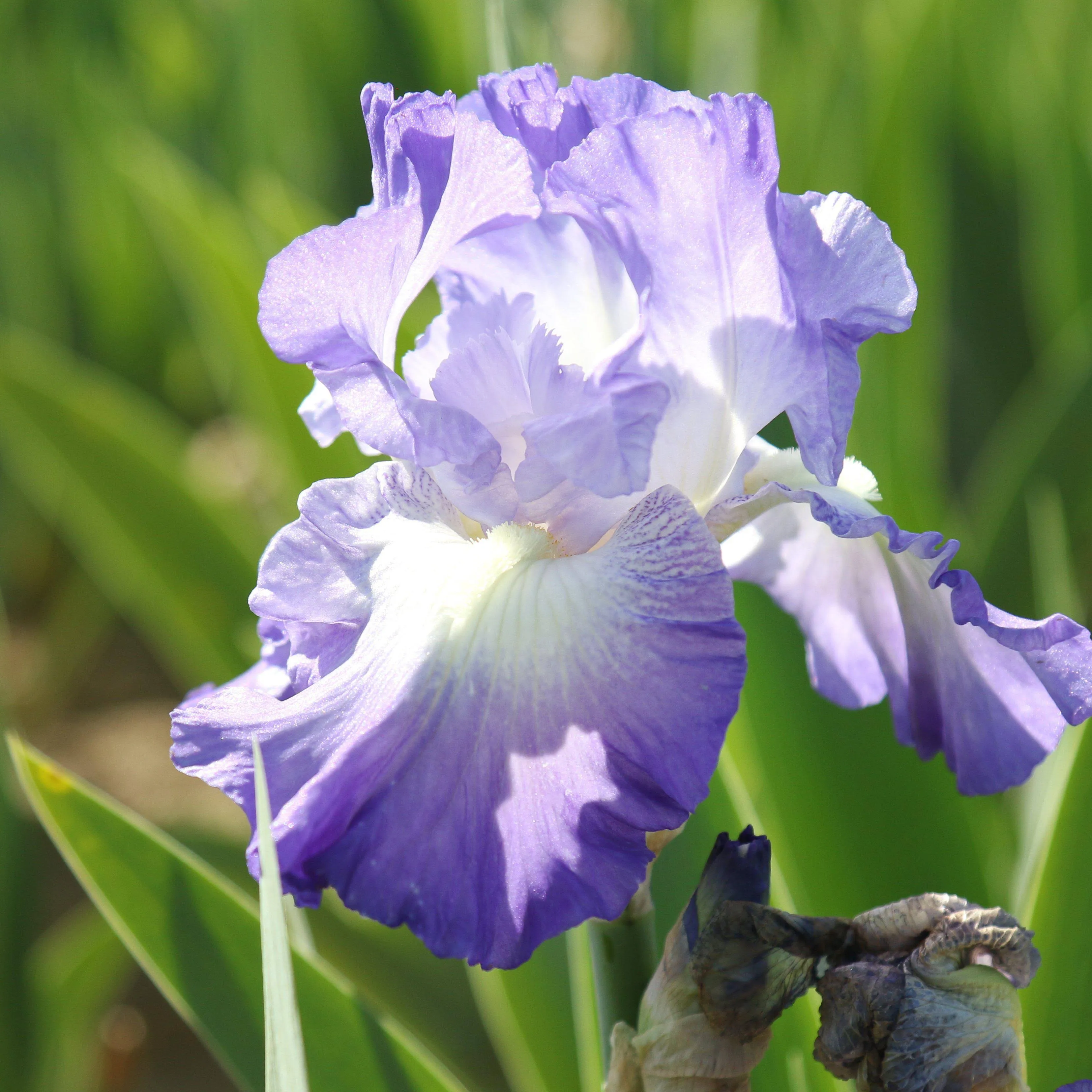 Easy to Grow Bearded Iris Califlora 'City Lights' Plant Bulbs Rhizomes (3 Pack) - Purple & White Flowering Blooms in Fall & Spring Gardens