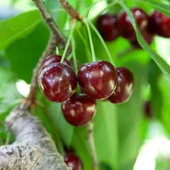 Brighter Blooms - Lapins Cherry Tree, 3-4 ft. - No Shipping to Az, CA, ID, WA, and or