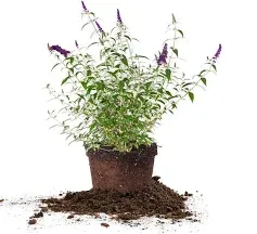 Perfect Plants Nursery Black Knight Butterfly Bush