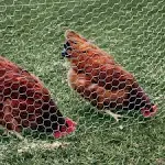 2" Mesh Hexagonal Poultry Netting - Size: 48" x 1800"