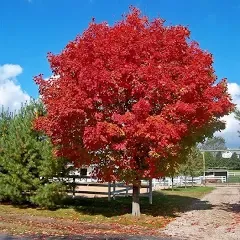 Red Sunset Maple Tree