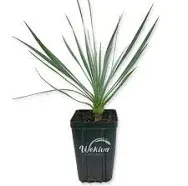 Silver Yucca Live Plant