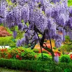 2-3 ft. - Purple Wisteria Tree - Fragrant Purple Flowers in Tree Form 