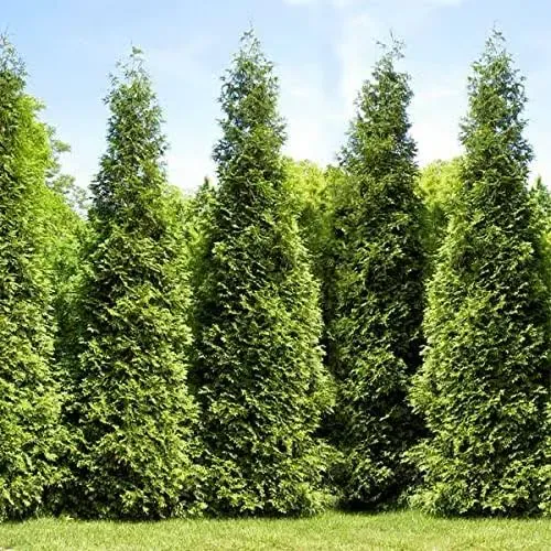 5 Thuja Green Giant Arborvitae Trees/Hedges - 6-12" Tall Seedlings - Live Plants - 2.5" Pots