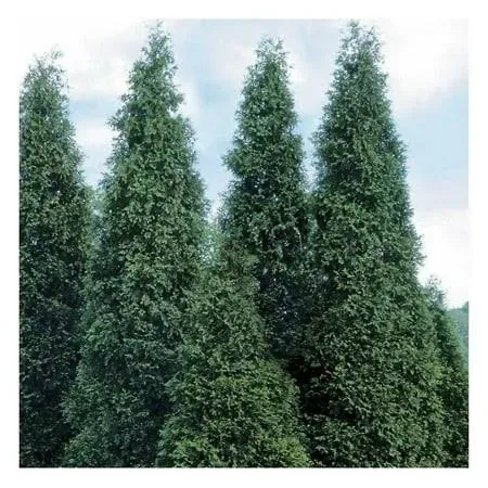 Brighter Blooms Thuja Green Giant