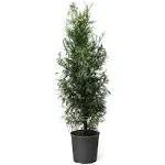 Brighter Blooms 3 gal. Thuja Green Giant Evergreen Trees