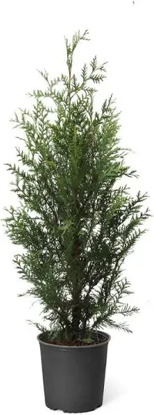 Brighter Blooms Thuja Green Giant Jumbo from Cloudytors