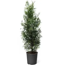 Thuja Green Giant Tree - Fast Growing Evergreen Privacy Trees - Cannot Ship to Az, Size: 6-7 ft.