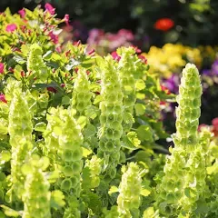 Eden Brothers Bells of Ireland Flower Seeds