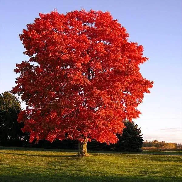 Red Sunset Maple Tree