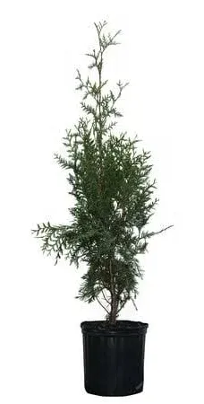 Brighter Blooms Thuja Green Giant