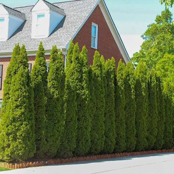 Emerald Green Arborvitae Privacy Tree