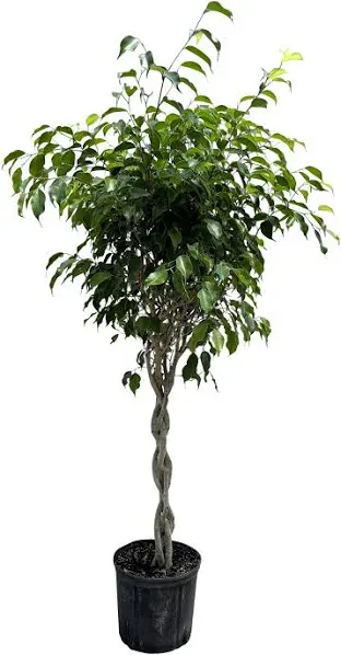 Simply Trees Benjamina Ficus Indoor House Plant