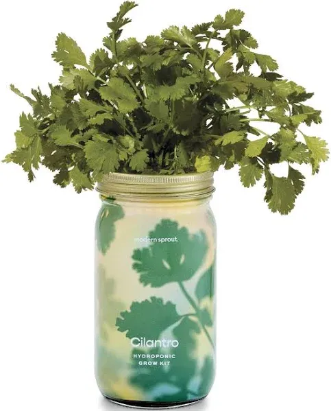 Modern Sprout Cilantro Garden Jar