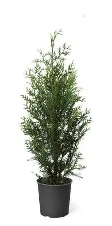 Brighter Blooms Thuja Green Giant Evergreen Privacy Trees