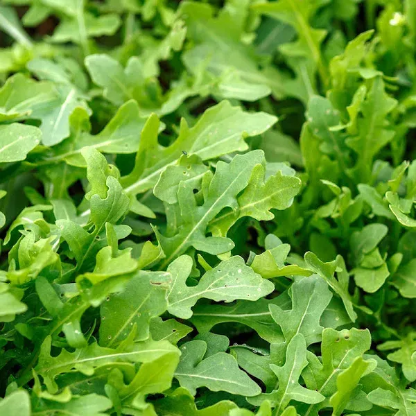 Everwilde Farms Roquette Arugula Herb Seeds