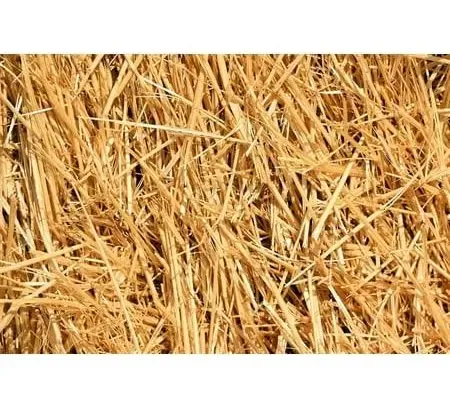 Natural Wheat Straw - 1 LB Dry Straw, Clean and Soft Decorative Straw Bale for Stray Cats Dogs Yard Farm Pets Garden Mulch Grass Cover