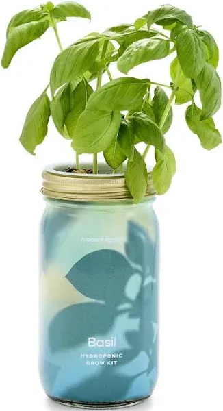 Modern Sprout Cilantro Garden Jar