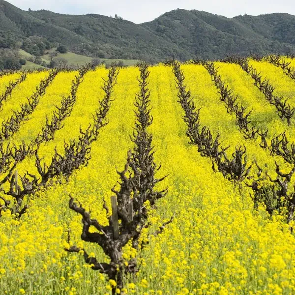 Mustard Cover Crop Seeds for Planting - 1 Lb ~200,000 Seeds - Farmer's Favorite Cover Crop Mix - Provides Great Coverage & Weed Control - Performs Well with Different Soil Types and Conditions