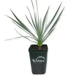 Silver Yucca - Live Plant in a 4 Inch Growers Pot - Starter Plant - Yucca Rostrata - Extremely Rare Outdoor Ornamental Slow Growing Evergreen Tree