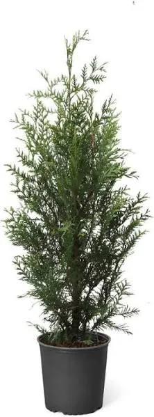 Brighter Blooms Thuja Green Giant Evergreen Privacy Trees