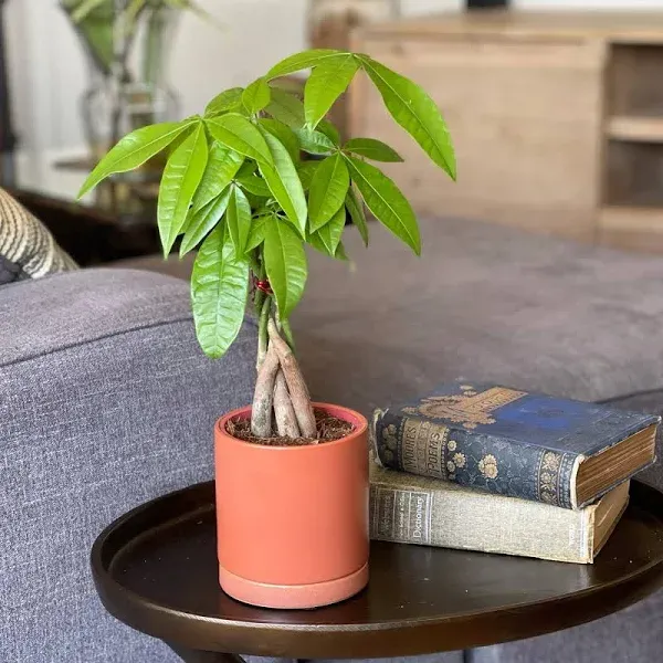 Pachira Braided Money Tree Houseplant