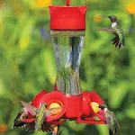 Perky Pet Hummingbird Feeder - Pinch Waist Glass 8 oz