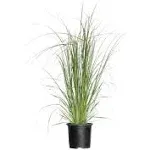 Pampas Grass (2.5 quart) Tall Ornamental Perennial with White Plumes - Full Sun Live Outdoor Plant