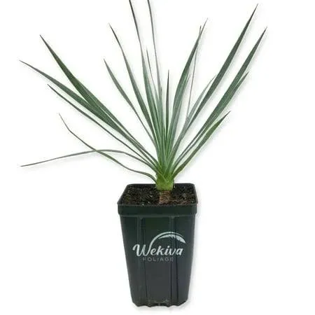 Silver Yucca Live Plant