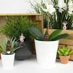 Gift Republic - Mini Plant Pot Naked Ramblers